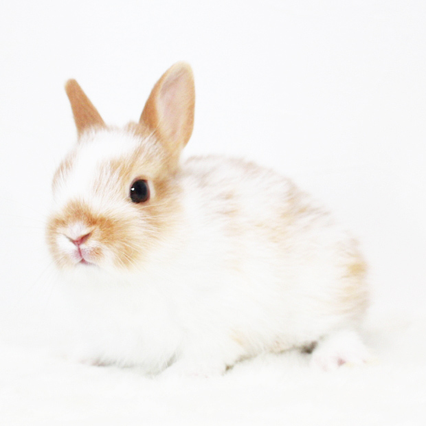 子ウサギ情報 - ウサギのお店 プティラパン