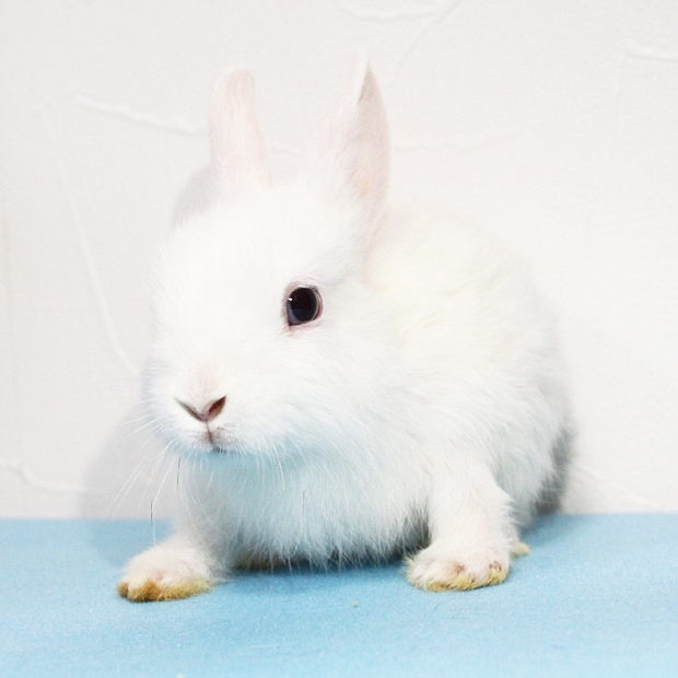 うさ子様　確認用 うさぎの合同写真展＆物販展「うさぎしんぼる展 2024」